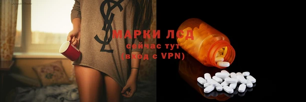 прущие грибы Бородино